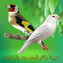 APK تربية طائر الحسون والكناري