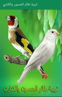 تربية طائر الحسون والكناري Plakat
