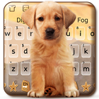 Lindo perro Labrador icono