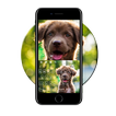 Cute Dog Keyboard