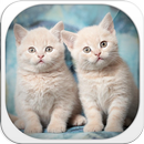 Cute Kitten Theme APK