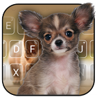 Icona Tema di tastiera cucciolo carino di Chihuahua