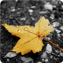 Fallen Leaves Theme APK