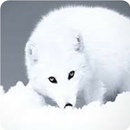 Arctic Fox Keyboard APK
