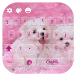 imut kere dadu keyboard