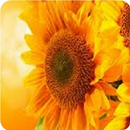 Sunflower Keyboard APK