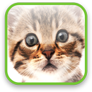 Cute Kitty Video Wallpaper aplikacja