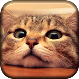 Kitty Is Watching Live WP