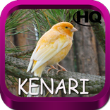 Master Kicau Kenari HD