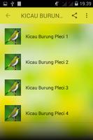 KICAU BURUNG PLECI スクリーンショット 1