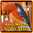 Kicau Anis Merah Super Teler