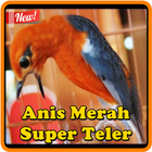 Kicau Anis Merah Super Teler ícone