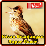 Kicau Branjangan Super Gacor 아이콘