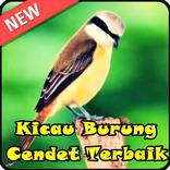 Kicau Burung Cendet Terbaik