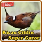 Kicau Cililin Super Gacor ícone