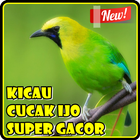 Kicau Cucak Ijo Super Gacor أيقونة