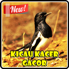 Kicau Kacer Super Gacor 图标