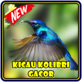 Kicau Kolibri Gacor