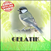 Suara Kicauan Gelatik Masteran APK