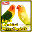 ”Kicau Lovebird Super Ngekek