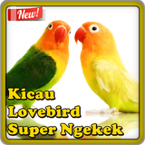 Kicau Lovebird Super Ngekek simgesi
