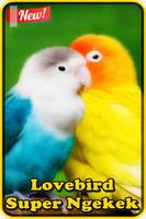 Kicau Lovebird Super Ngekek poster