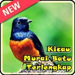 Kicau Murai Batu Terlengkap