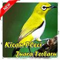 Kicau Pleci Juara Terbaru