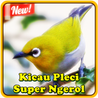 Kicau Pleci Super Ngerol آئیکن