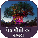 ped podho ka rahasya APK