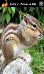 Animal Sounds for Kids Lite APK download