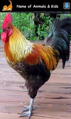 Animal Sounds for Kids Lite APK download