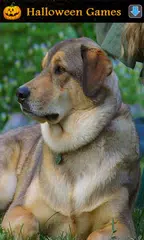 Animal Sounds for Kids Lite APK download