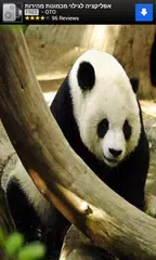 Animal Sounds for Kids Lite APK download