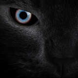 Black cat eyes live wallpaper icône