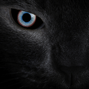 Black cat eyes live wallpaper APK