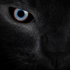 Black cat eyes live wallpaper 圖標