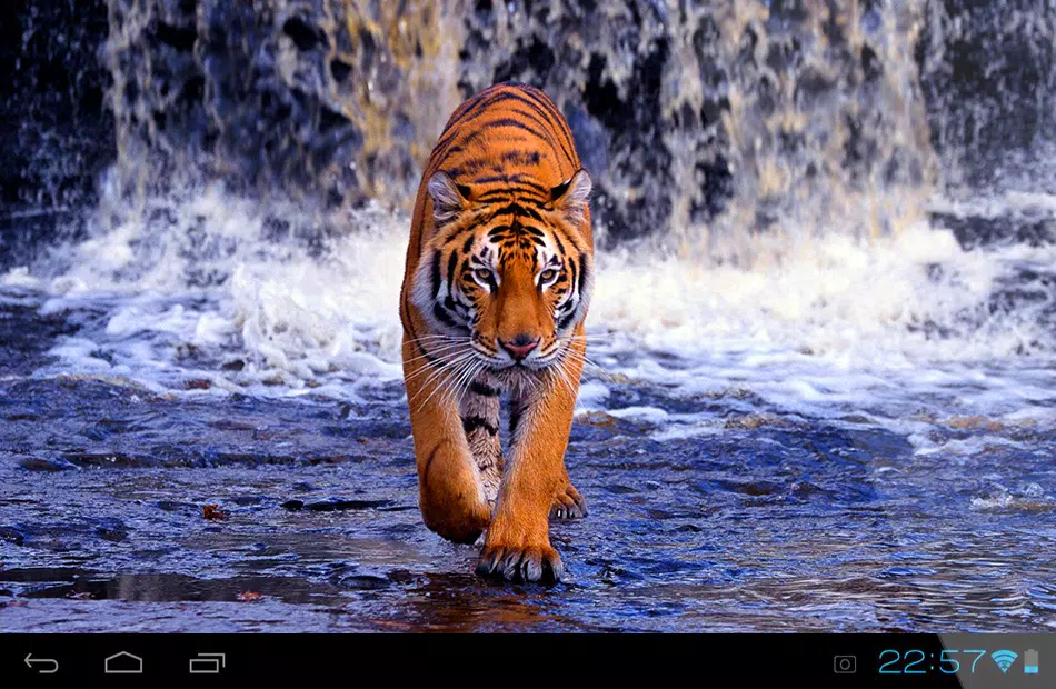 Angry Tiger Live Wallpaper APK for Android Download