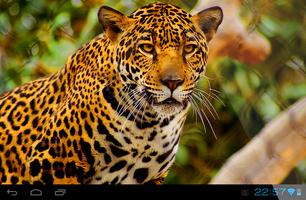 Cheetah Live Wallpaper ภาพหน้าจอ 1