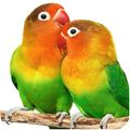 Parrot Live Wallpaper