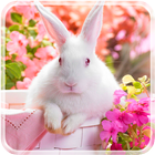 Rabbit Live Wallpaper আইকন