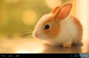 Rabbit Live Wallpaper スクリーンショット 3