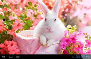 Rabbit Live Wallpaper পোস্টার