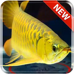 New Arowana Gold Livewallpaper Apk 1 0 Download For Android Download New Arowana Gold Livewallpaper Apk Latest Version Apkfab Com
