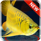 New Arowana Gold LiveWallpaper icône