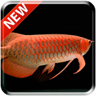 New Arowana 3D Live Wallpaper icône