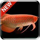 New Arowana 3D Live Wallpaper APK