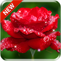 Beautiful Rose Free Live Wallpaper