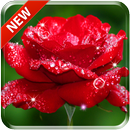 Beautiful Rose Free Live Wallpaper APK