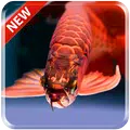 Lovely Arowana LiveWallpaper